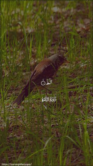 Al-Baqara Ayah 1 - Arabic wallpaper