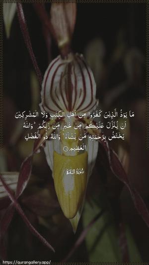 Al-Baqara Ayah 105 - Arabic wallpaper