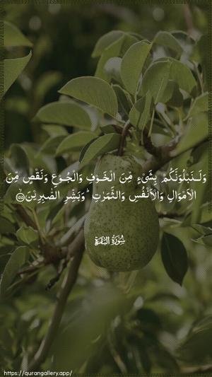Al-Baqara Ayah 155 - Arabic wallpaper