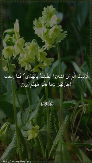 Al-Baqara Ayah 16 - Arabic wallpaper