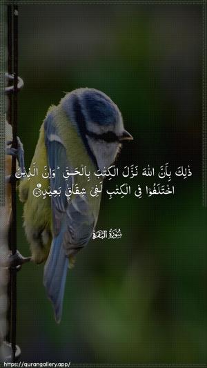 Al-Baqara Ayah 176 - Arabic wallpaper