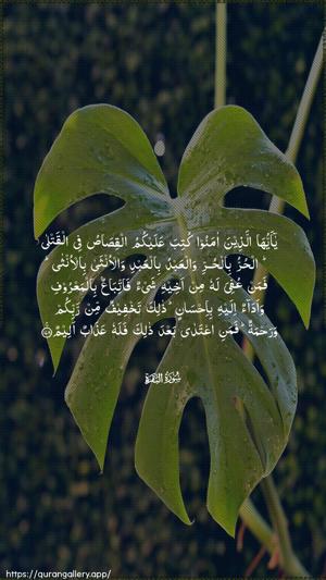 Al-Baqara Ayah 178 - Arabic wallpaper