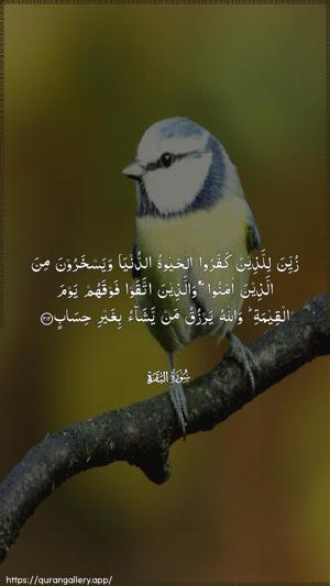 Al-Baqara Ayah 212 - Arabic wallpaper
