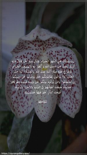 Al-Baqara Ayah 217 - Arabic wallpaper