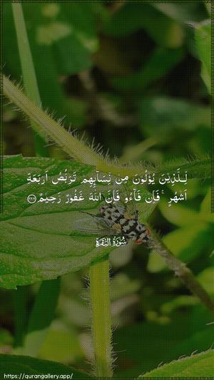 Al-Baqara Ayah 226 - Arabic wallpaper