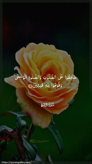 Al-Baqara Ayah 238 - Arabic wallpaper