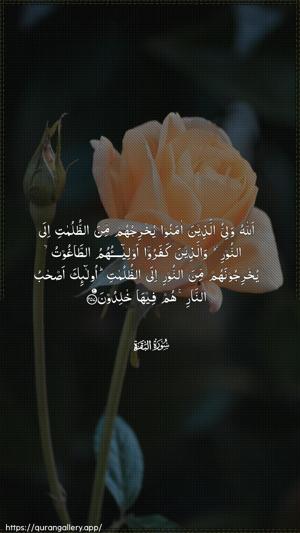 Al-Baqara Ayah 257 - Arabic wallpaper