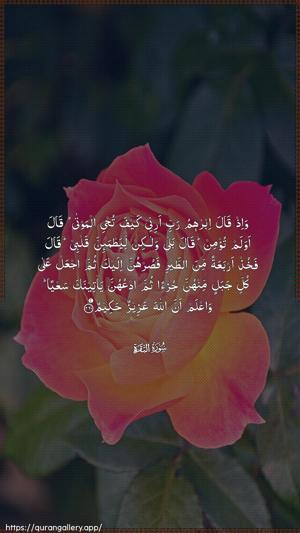 Al-Baqara Ayah 260 - Arabic wallpaper