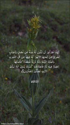 Al-Baqara Ayah 266 - Arabic wallpaper