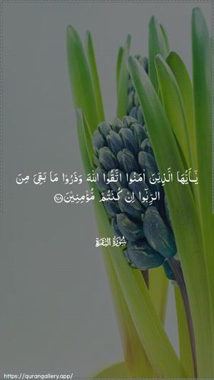 Al-Baqara Ayah 278 - Arabic wallpaper
