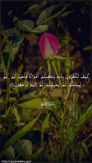 Al-Baqara Ayah 28 - Arabic wallpaper