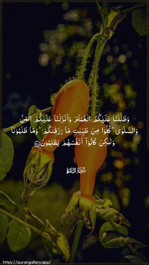 Al-Baqara Ayah 57 - Arabic wallpaper