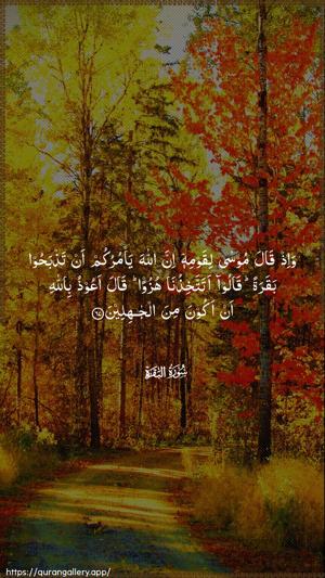 Al-Baqara Ayah 67 - Arabic wallpaper