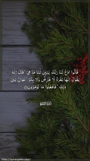 Al-Baqara Ayah 68 - Arabic wallpaper