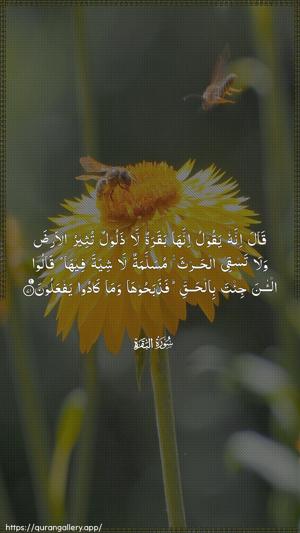 Al-Baqara Ayah 71 - Arabic wallpaper
