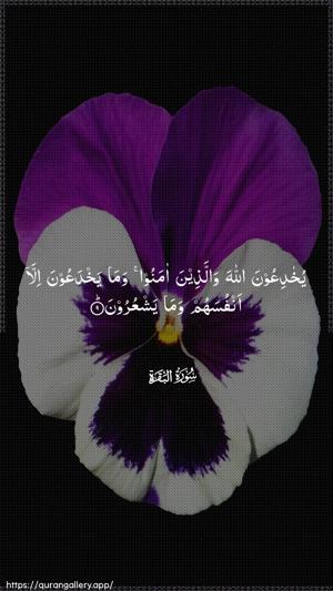 Al-Baqara Ayah 9 - Arabic wallpaper