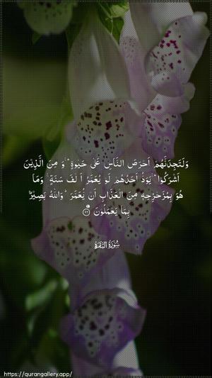 Al-Baqara Ayah 96 - Arabic wallpaper