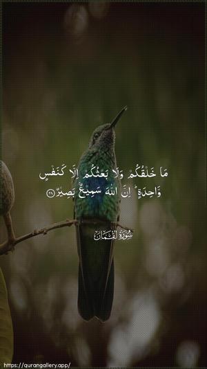 Luqman Ayah 28 - Arabic wallpaper