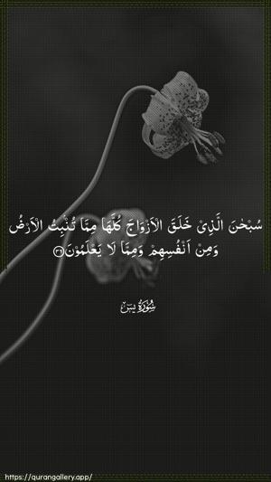 Yaseen Ayah 36 - Arabic wallpaper
