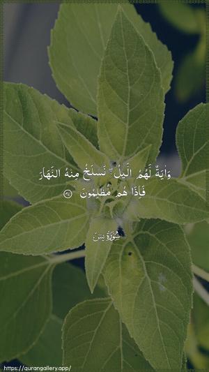 Yaseen Ayah 37 - Arabic wallpaper