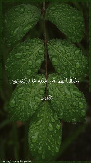 Yaseen Ayah 42 - Arabic wallpaper