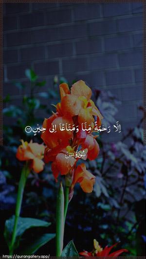 Yaseen Ayah 44 - Arabic wallpaper