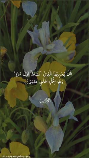 Yaseen Ayah 79 - Arabic wallpaper