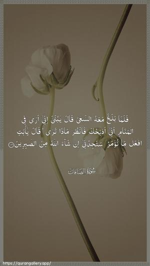 As-Saaffaat Ayah 102 - Arabic wallpaper
