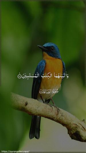 As-Saaffaat Ayah 117 - Arabic wallpaper