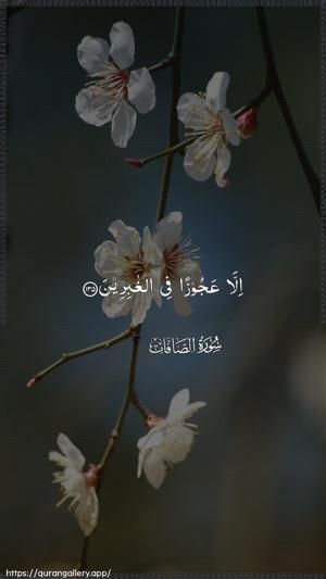 As-Saaffaat Ayah 135 - Arabic wallpaper