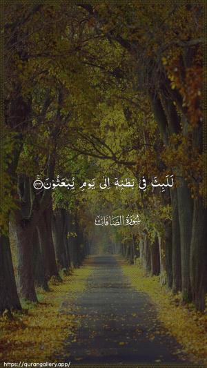 As-Saaffaat Ayah 144 - Arabic wallpaper