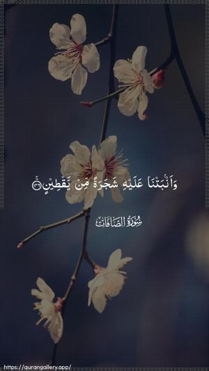As-Saaffaat Ayah 146 - Arabic wallpaper