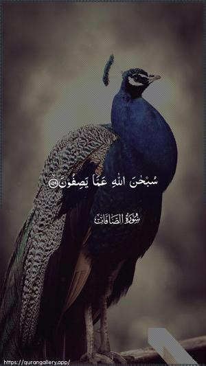 As-Saaffaat Ayah 159 - Arabic wallpaper