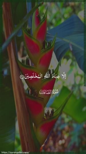 As-Saaffaat Ayah 160 - Arabic wallpaper