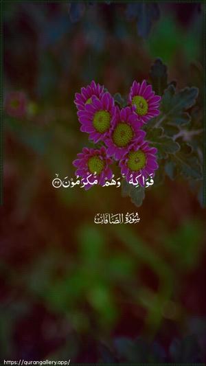 As-Saaffaat Ayah 42 - Arabic wallpaper