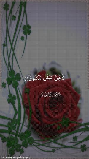 As-Saaffaat Ayah 49 - Arabic wallpaper