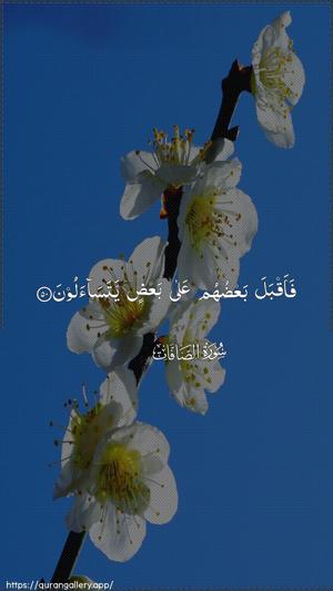 As-Saaffaat Ayah 50 - Arabic wallpaper