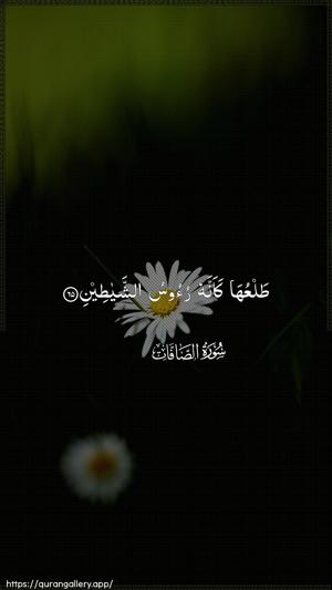 As-Saaffaat Ayah 65 - Arabic wallpaper
