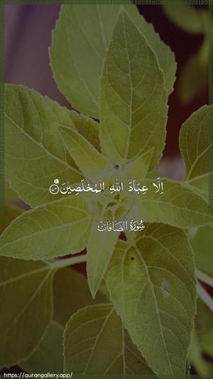As-Saaffaat Ayah 74 - Arabic wallpaper