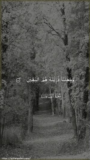 As-Saaffaat Ayah 77 - Arabic wallpaper