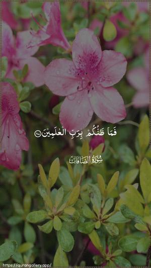 As-Saaffaat Ayah 87 - Arabic wallpaper