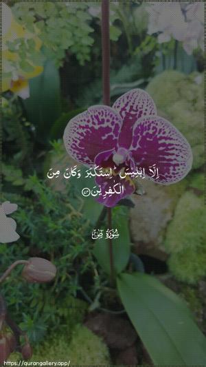 Saad Ayah 74 - Arabic wallpaper