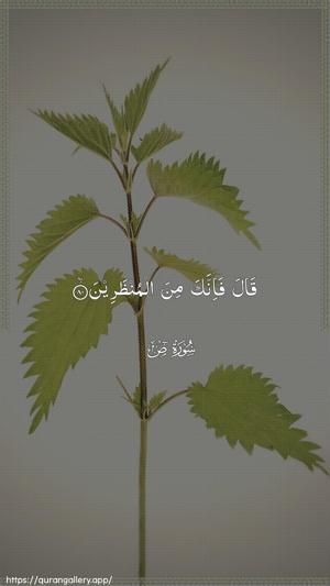 Saad Ayah 80 - Arabic wallpaper
