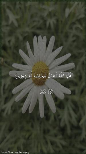 Az-Zumar Ayah 14 - Arabic wallpaper