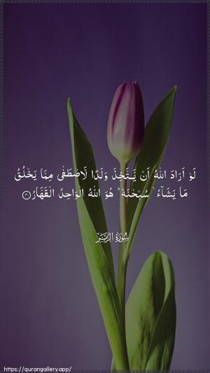 Az-Zumar Ayah 4 - Arabic wallpaper