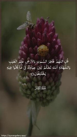 Az-Zumar Ayah 46 - Arabic wallpaper