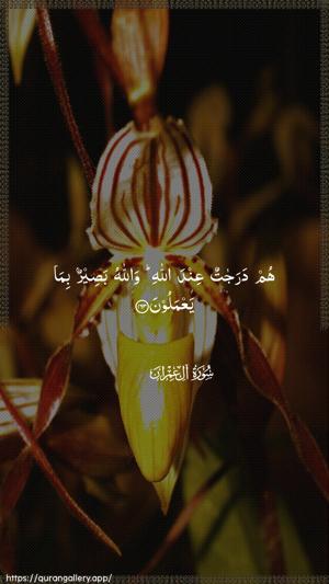 Aal-i-Imraan Ayah 163 - Arabic wallpaper