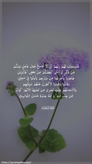 Aal-i-Imraan Ayah 195 - Arabic wallpaper