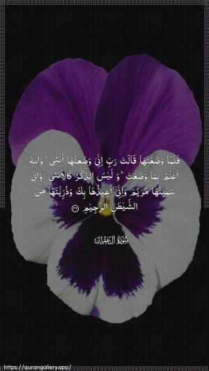 Aal-i-Imraan Ayah 36 - Arabic wallpaper