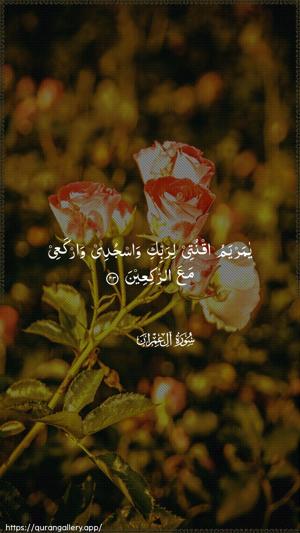 Aal-i-Imraan Ayah 43 - Arabic wallpaper